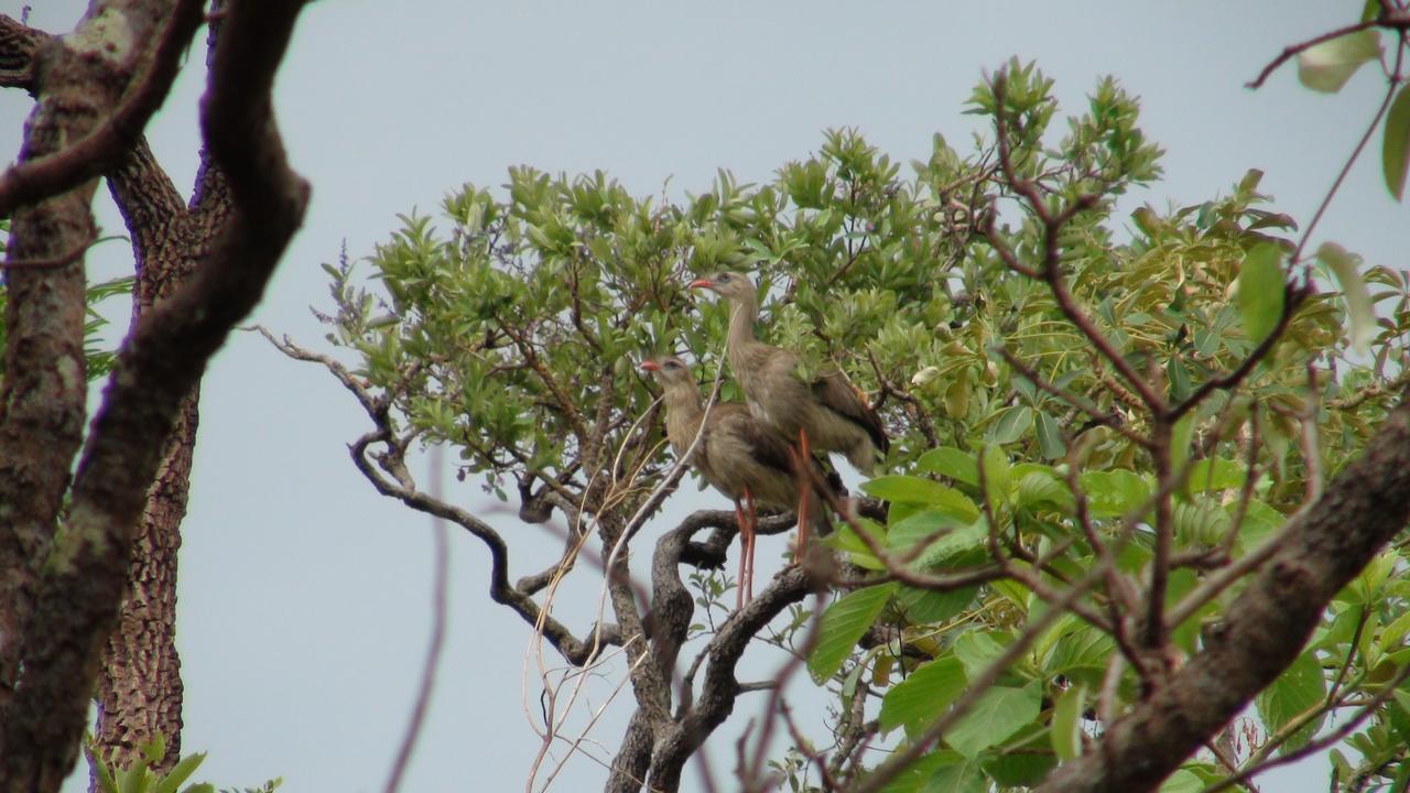 Canto Da Coruja - Ecohospedagem Đảo Sao Jorge Ngoại thất bức ảnh