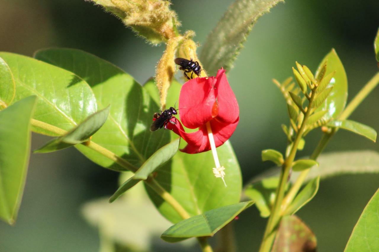 Canto Da Coruja - Ecohospedagem Đảo Sao Jorge Ngoại thất bức ảnh